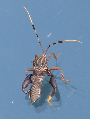 Réf. 280 122 : Spathophora biclavata